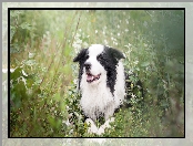 Border collie, Rośliny, Pies, Łąka