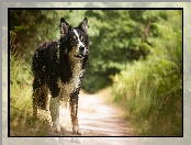 Border collie, Rośliny, Pies, Ścieżka