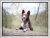 Border collie, Rośliny
, Pies, Drzewo