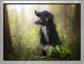 Border collie, Rośliny, Pies, Las