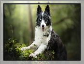 Border collie, Rośliny, Pies, Mordka