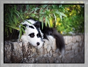 Border collie, Rośliny, Pies, Murek