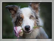 Border collie, Róża, Pies, Kwiat