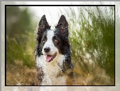 Border Collie, Rozmycie, Pies, Trawa