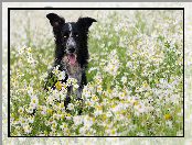 Border collie, Rumianki, Pies, Kwiaty