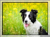 Border collie, Rzepak, Pies, Łąka