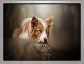 Border collie, Skała, Pies, Mordka