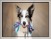 Border collie, Smycz
, Pies, Mordka
