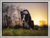 Border collie, Trawa, Pies, Łąka