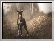 Border collie, Trawa, Pies, Ścieżka