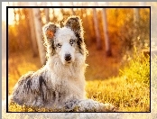 Border collie, Trawa, Pies, Las