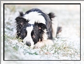 Border Collie, Trawa, Pies, Śnieg