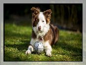 Border collie, Trawa, Pies, Piłka