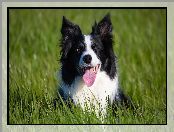 Border collie, Trawa, Pies, Zielona