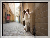 Border collie, Uliczka, Pies, Kamienice