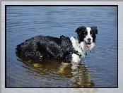 Border collie, Woda, Pies, Szelki