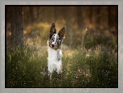 Border collie, Wrzos, Pies, Drzewa