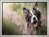 Border collie, Wrzosy, Pies, Mordka
