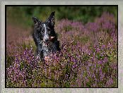 Border collie, Wrzosy, Pies, Szyszka