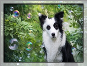 Border collie, Zarośla, Pies, Bańki