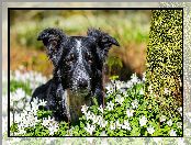 Border collie, Zawilce gajowe, Pies, Kwiaty