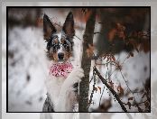 Border collie, Zima, Pies, Drzewo