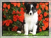 Border Collie, Kwiatki, Piesek, Czerwone