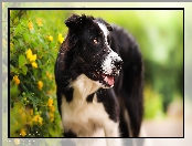 Border collie, Kwiaty, Pioes, Krzew
