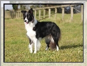 Border collie, Trawa, Pokaz, Smycz