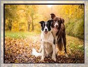 Krzewy, Border collie, Dwa, Liście, Drzewa, Psy, Polana