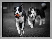 Border collie, Bieg, Psy, Piłeczka