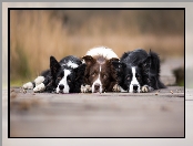 Border collie, Tło, Psy, Rozmyte