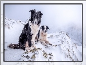 Border Collie, Zima, Psy, Góry