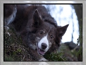 Pysk, Border collie