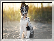 Border collie, Siedzący, Szczeniak