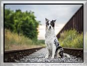 Border collie, Kolejowe, Siedzący, Tory