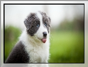 Border collie, Słodki, Szczeniak