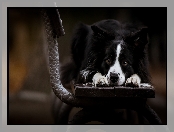 Border, Ławka, Smutny, Collie