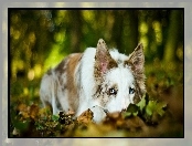 Border Collie, Smutny, Pies