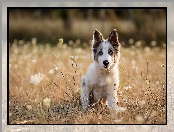 Border, Łąka, Szczeniak, Collie