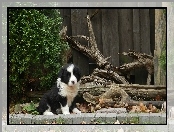 Szczeniak, Border Collie