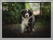 Border collie, Szczeniak, Pies