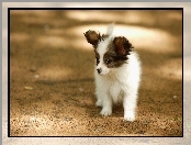 Papillon, Szczeniak, Spaniel