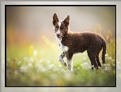 Border collie, Kwiaty, Szczeniak, Łąka