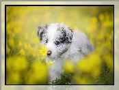 Border collie, Kwiaty, Szczeniak, Łąka