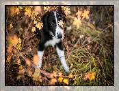 Border collie, Trawa, Szczeniak, Listki