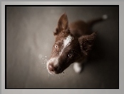 Border collie, Zbliżenie, Szczeniak, Pyszczek