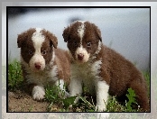 Szczeniaki, Border Collie