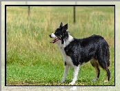 Trawa, Border collie