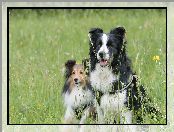 Trawa, Border collie, Psy, Dwa, Owczarek szetlandzki